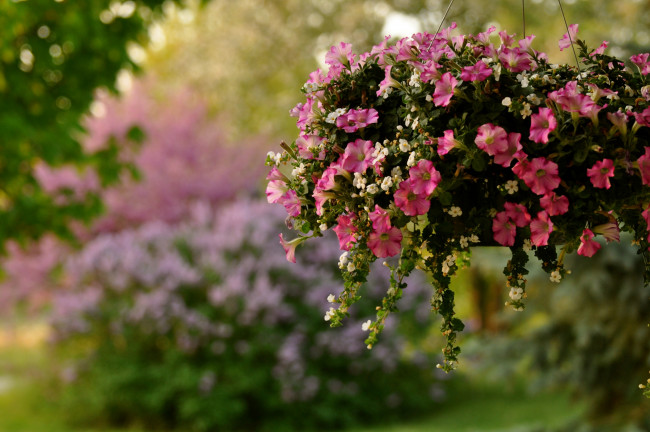Обои картинки фото цветы, разные, вместе, петунии, вазон