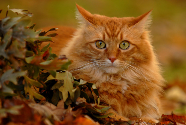 Обои картинки фото животные, коты, взгляд, рыжий, кот, листья