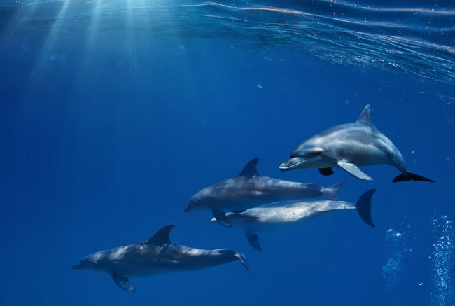 Обои картинки фото животные, дельфины, лучи, море