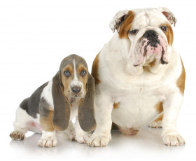 Картинка животные собаки бассет английский бульдог