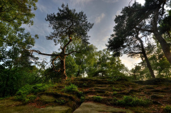 Картинка природа деревья пригорок лес камни