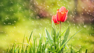 Картинка цветы тюльпаны дождь