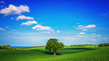 Картинка природа пейзажи облака весна зелень поле дерево небо трава