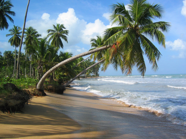 Обои картинки фото природа, тропики, прибой, океан, море, облака, небо, пляж, пальма, песок