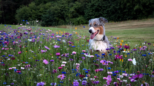 Обои картинки фото животные, собаки, поле, цветы, аусси, австралийская, овчарка