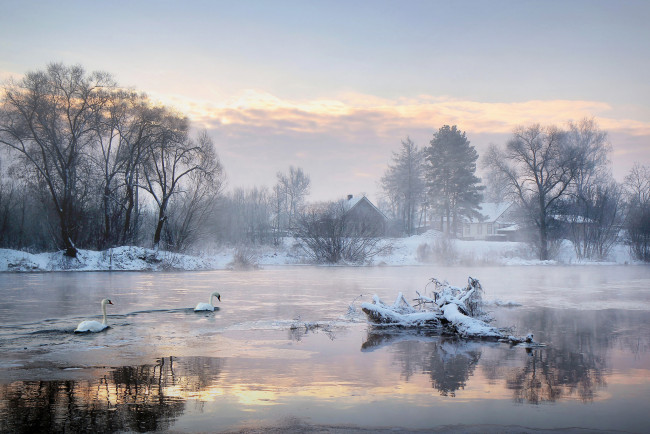 Обои картинки фото природа, зима, лебеди, озеро, деревья, дома, утро, холод
