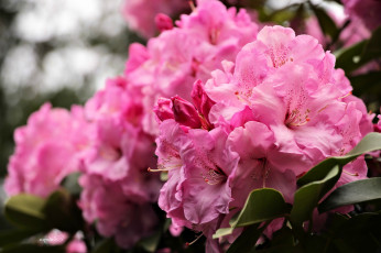 Картинка цветы рододендроны+ азалии азалия розовый рододендрон макро