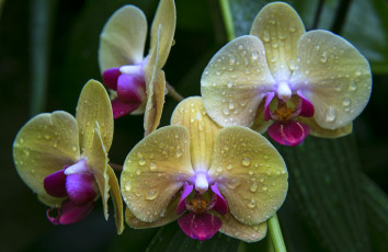 Картинка цветы орхидеи орхидея лепестки капли желтый макро
