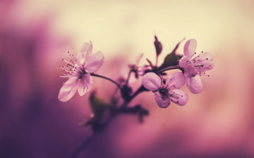 Картинка цветы сакура +вишня вишня тычинки розовые лепестки фон ветка