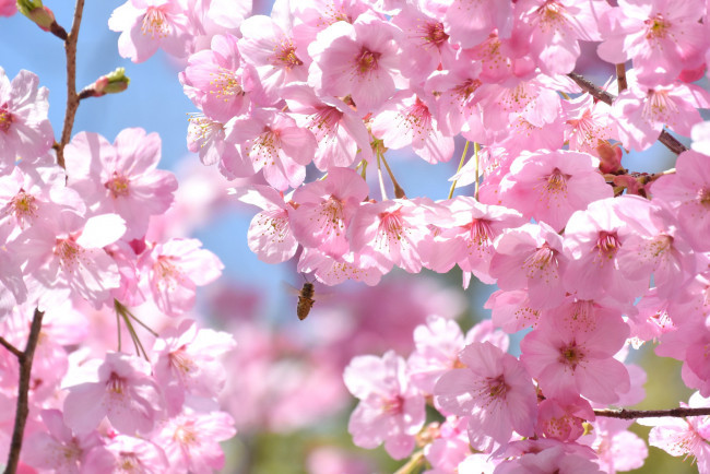 Обои картинки фото цветы, сакура,  вишня, пчела, весна, ветки, дерево, вишня, розовый