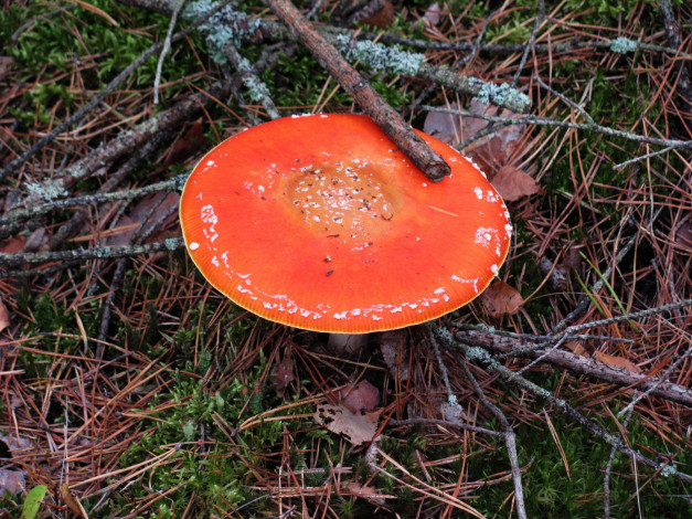 Обои картинки фото природа, грибы,  мухомор, красная, шляпка