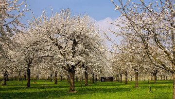 Картинка природа деревья цветение весна сад