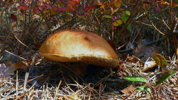 Картинка природа грибы шляпка