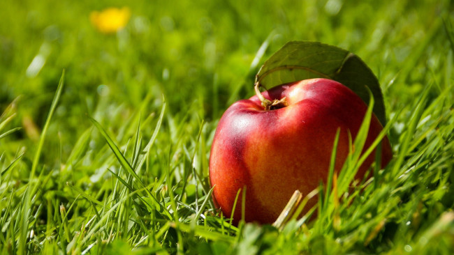 Обои картинки фото еда, Яблоки, одиночка, яблоко, трава