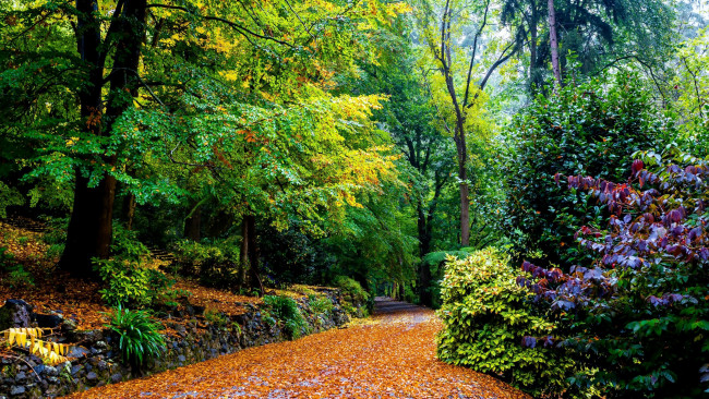 Обои картинки фото природа, парк, листопад, листва, аллея, осень, кусты