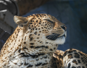 Картинка животные леопарды дикая кошка портрет красавец морда леопард