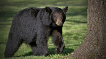 Картинка животные медведи медведь хищник черный