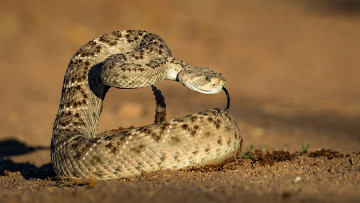 Картинка животные змеи +питоны +кобры угроза
