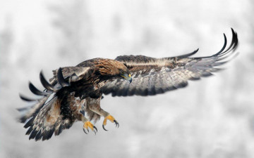 обоя орел, животные, птицы - хищники, хвост, перья, глаза, хищник, клюв, полет, взмах, крылья