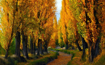 Картинка природа лес лето осень деревья