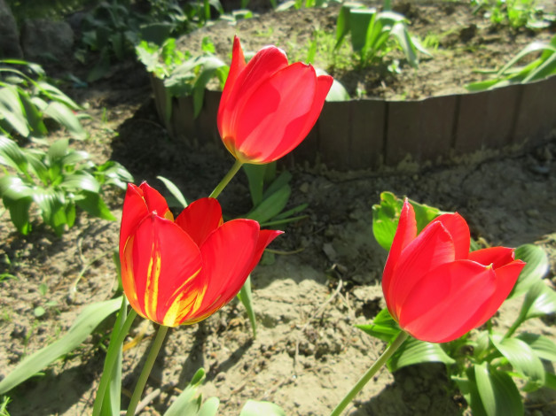Обои картинки фото цветы, тюльпаны, весна, 2018