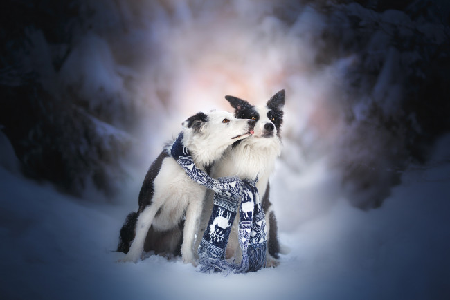 Обои картинки фото животные, собаки, пара, снег, две, бордер-колли, друзья, поцелуй, зима