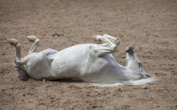Картинка животные лошади лошадь белая пыль