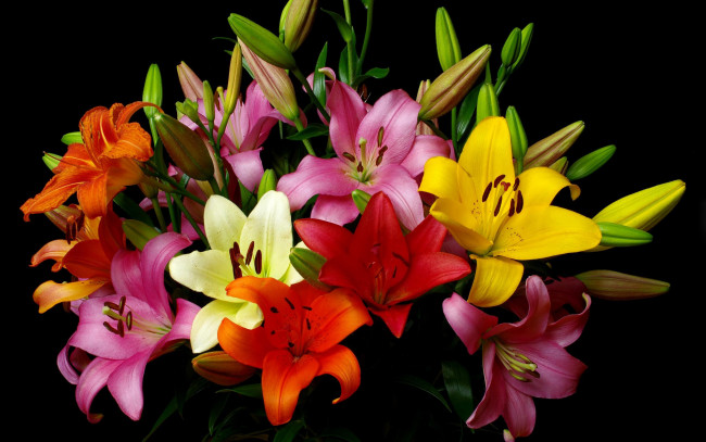 Обои картинки фото цветы, лилии,  лилейники, букет, разноцветные