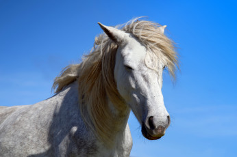 Картинка животные лошади лошадь белая