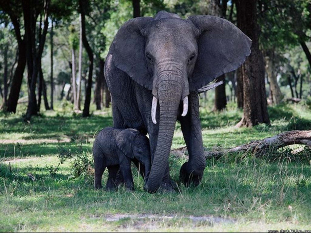 Обои картинки фото слониха, со, слонёнком, животные, слоны