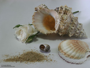 Картинка разное ракушки кораллы декоративные spa камни