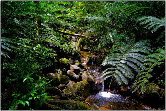 Картинка природа лес ручей зеленый папоротник