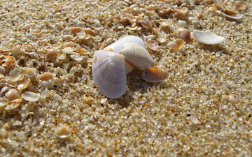 Картинка разное ракушки кораллы декоративные spa камни песок