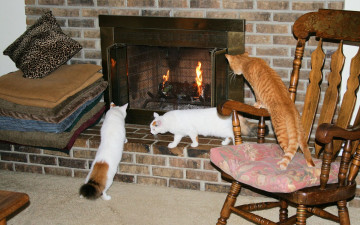 Картинка животные коты камин