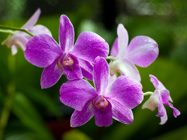 Обои картинки фото цветы, орхидеи, яркий, розовый