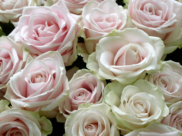 Обои картинки фото цветы, розы, много, розовый