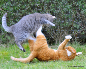 Картинка животные коты защита нападение разборки