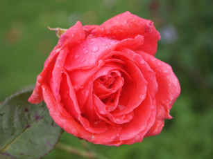 Картинка цветы розы бутон макро капли