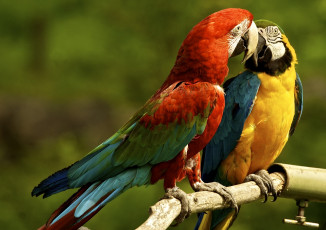 Картинка животные попугаи пара ара