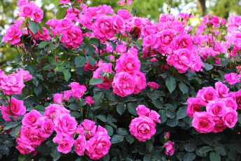 Картинка цветы розы много кусты розовый