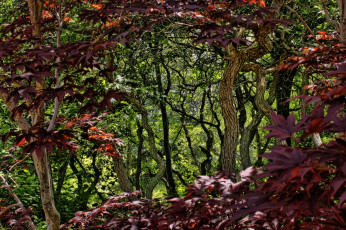 Картинка природа лес деревья листья