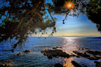 Картинка природа восходы закаты дерево море лучи солнце ветви