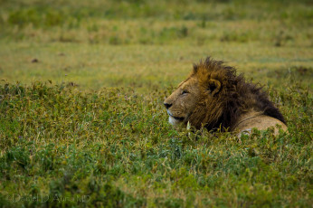 Картинка животные львы отдых царь