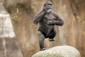 Картинка животные обезьяны горилла танец смешной