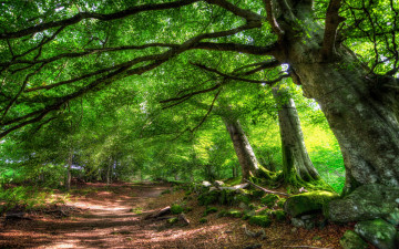 Картинка природа дороги лес дорога кроны зелень