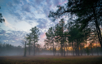 Картинка природа лес туман закат