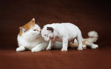 Картинка животные разные вместе кошка щенок бульдог