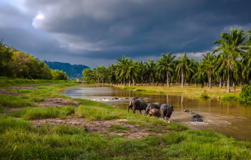 Картинка животные коровы буйволы купание пальмы река