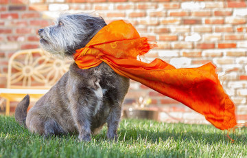 Картинка животные собаки цвергшнауцер шарф модель