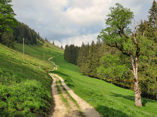 Обои картинки фото fribourg, швейцария, природа, дороги, деревья, дорожка